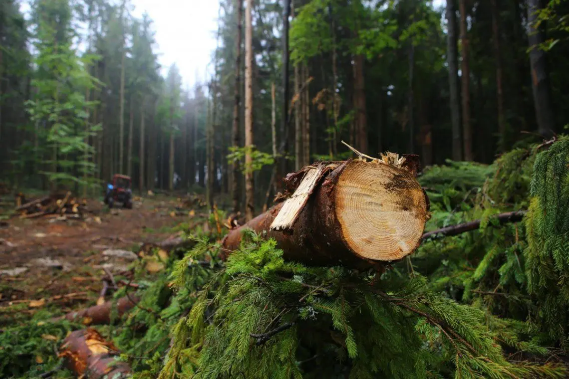 Міндовкілля удвічі збільшило вирубку лісу в заповідниках і нацпарках, – КЕКЦ