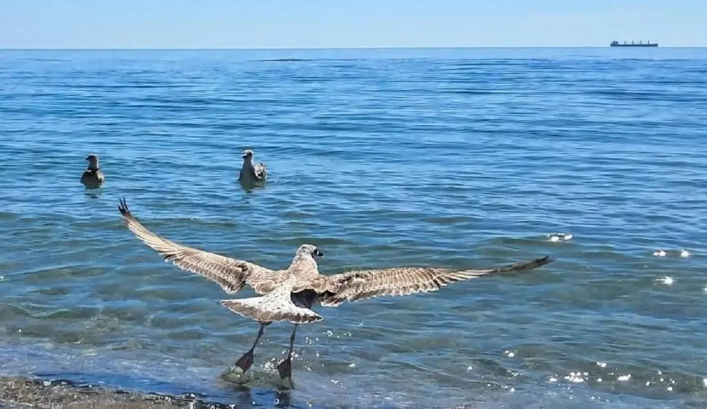 Температура морської води в Одесі: чи можна купатися 2 вересня