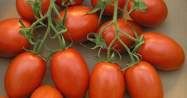 Помідори не виживуть: які рослини не можна садити поруч