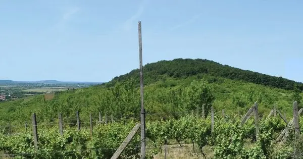 На Закарпатті знайшли руїни середньовічного замку "Берег"