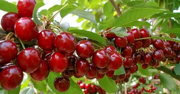 Черешні й вишні: чим вони корисні і при яких захворюваннях можуть суттєво допомогти