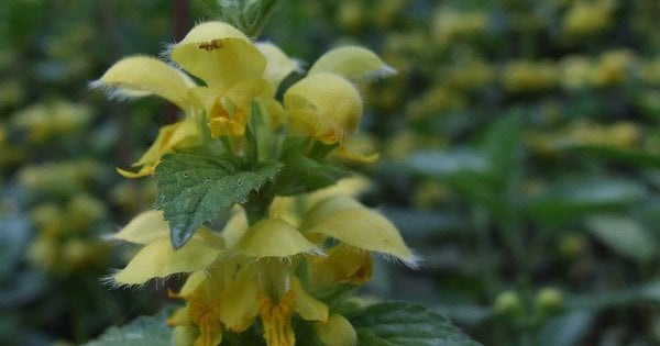 Ці рослини не можна висаджувати біля будинку: потенційні ризики
