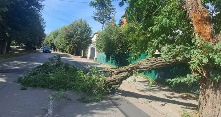 На Щербанюка дерево впало на дорогу. Рух ускладнено