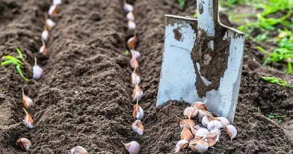 Вже час садити озимий часник: коли найкращі для цього дні у жовтні 2025 року