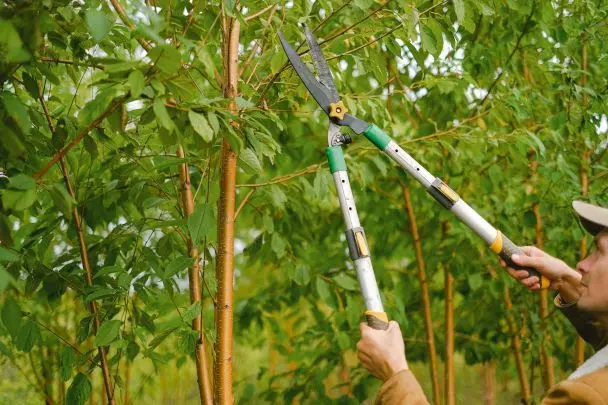 Встигніть обрізати до вересня деякі дерева: це допоможе отримати ще більший урожай наступного року