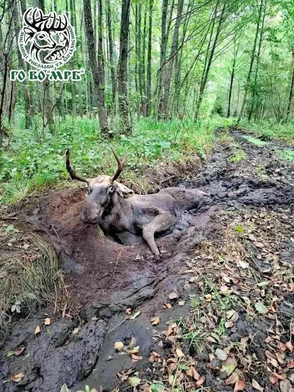 На Рівненщині люди збирали гриби, а натрапили на лося, що застряг у болоті: як його рятували