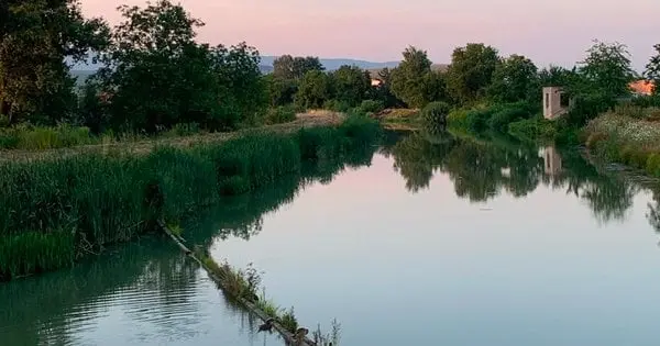 В Ужгороді невідомі викидають в канал собак та котів