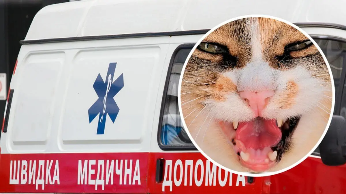 Кішка покусала двох людей: на Дніпропетровщині село закрили на карантин через спалах сказу