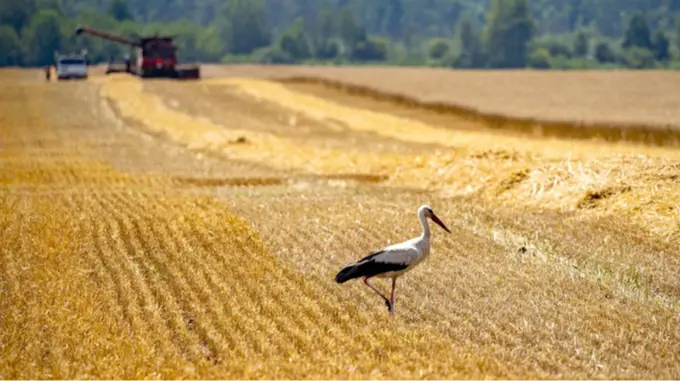 Експорт агропродукції України зріс у серпні 2025 року