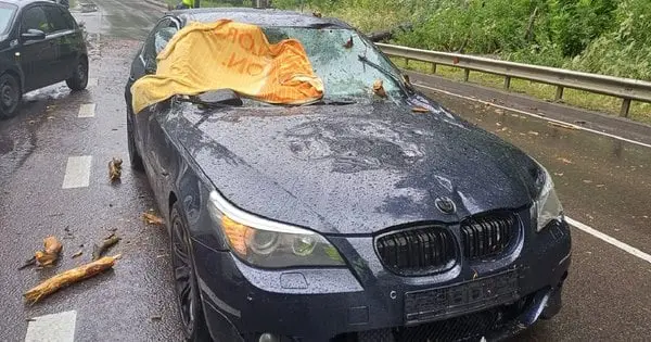 17-річна дівчина постраждала через падіння дерева на BMW біля Львова