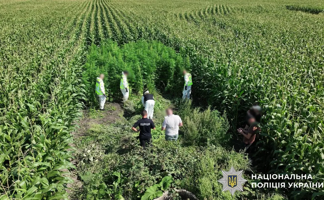 Поліція знищила 21 тисячу кущів конопель та опійного маку на 200 млн