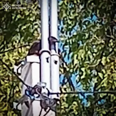 Кожне життя важливе: у Чернівцях надзвичайники врятували ворону, яка застрягла на електроопорі
