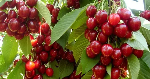 Як отримати рясний врожай черешні наступного року: 6 основних кроків