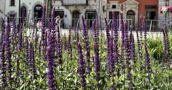 Від +4°C до +30°C: якою буде погода у Львові та області в останні дні літа