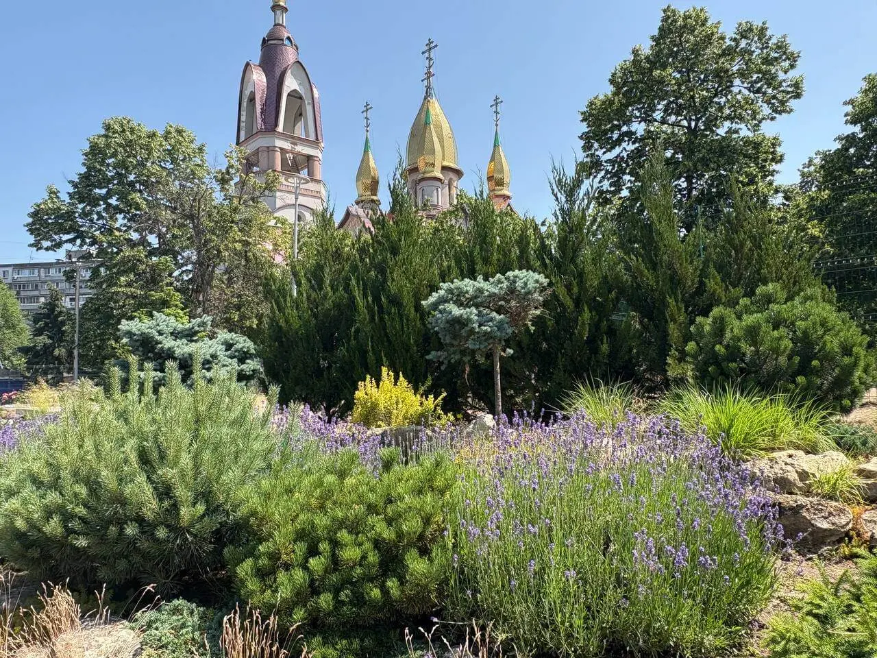 Ароматна фотозона: у Дніпрі в сквері Усачева зацвіла лаванда