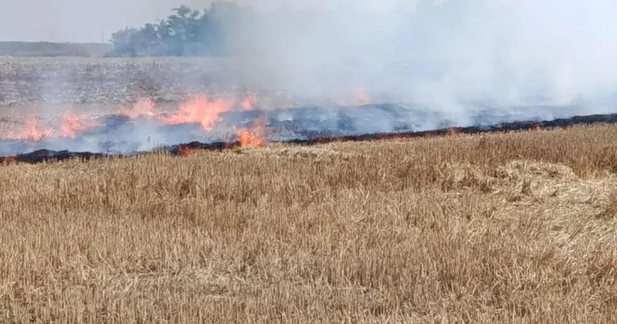На Вінниччині оштрафували жінку за самовільне випалювання стерні