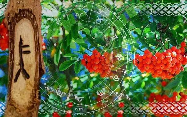 Кельтський гороскоп дерев на 5 серпня 2025 року: Ракам — баланс, Левам — натхнення