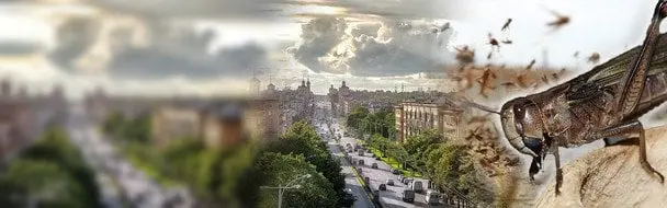Сарана атакує Запоріжжя: звідки взялись небезпечні комахи і як з ними боряться