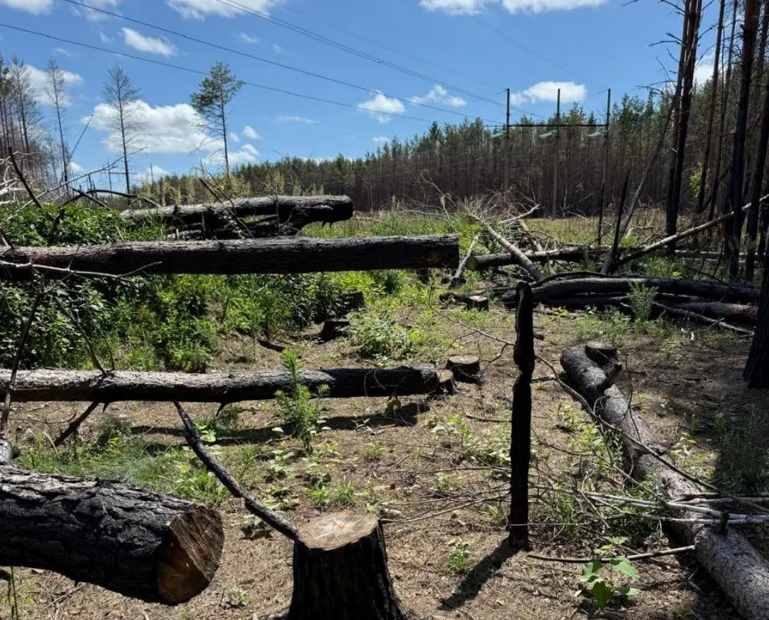 Незаконна вирубка дерев у Чорнобильській зоні: підозрюють директора
