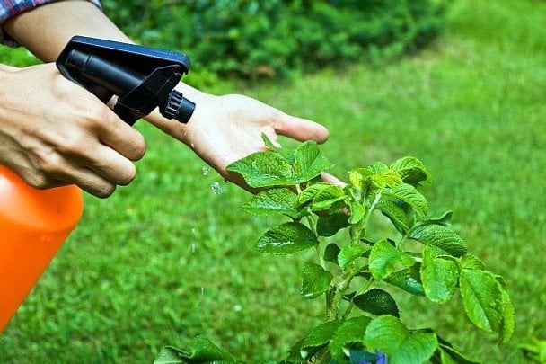Фунгіциди та інсектициди: чим відрізняються, коли застосовуються, чи можна їх змішувати