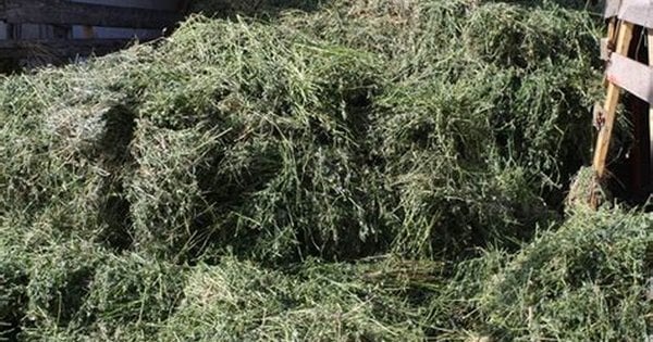 Скошена трава буде корисною у саду: 5 варіантів застосування