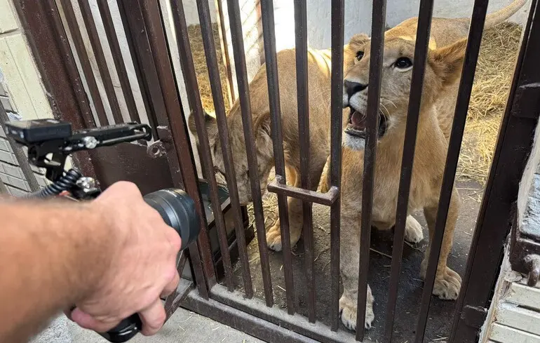 З України в Африку відправили трьох врятованих від війни молодих левиць