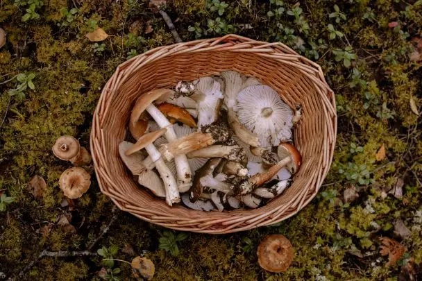 Запас на зиму: які гриби краще заморозити, які - сушити, а які - маринувати
