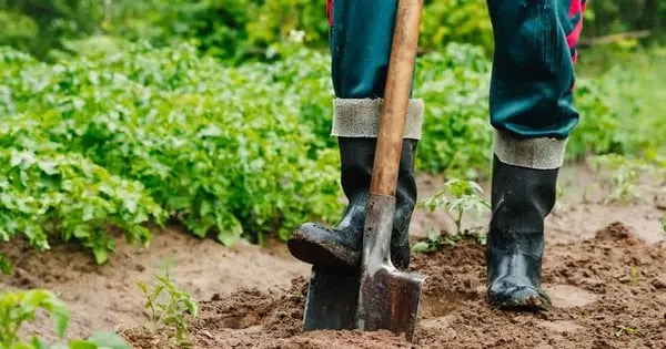 Сприятливий час: найкращі дати для городніх робіт цього тижня за місячним календарем