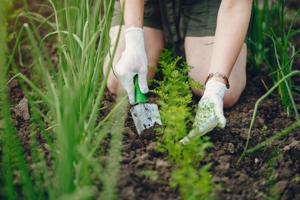 Посадіть це у серпні — і зберете щедрий урожай вже у вересні: 5 культур, які ще не пізно посіяти