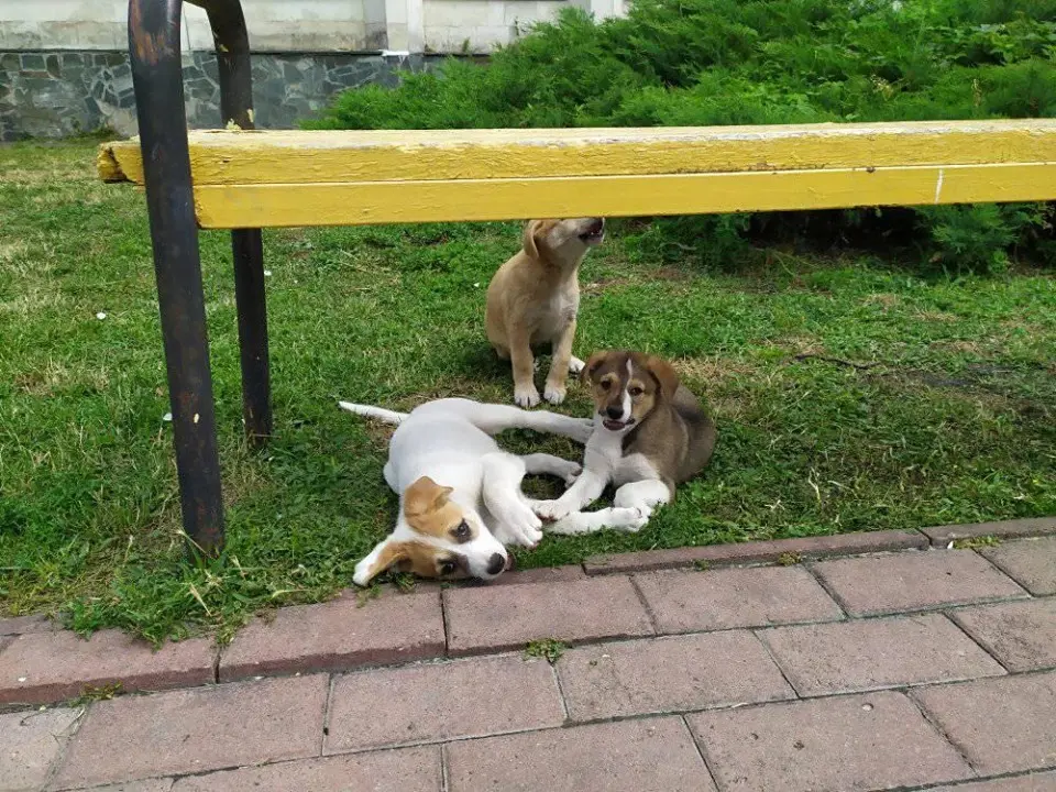 Хто та за скільки стерилізуватиме в Броварах безпритульних тварин останні місяці цього року