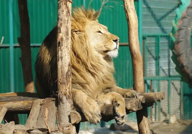 Saving Kharkiv Zoo: A Documentary of Courage and Resilience
