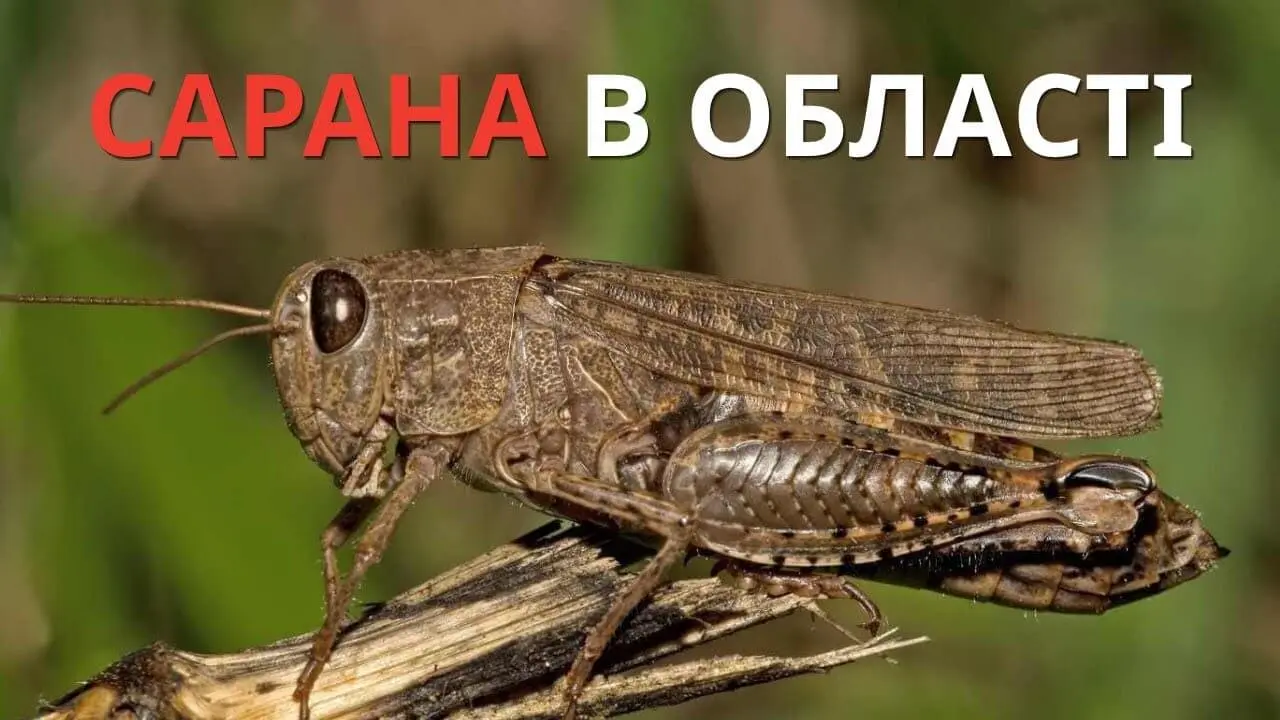 Зжирає все на своєму шляху: що в першу чергу знищує сарана