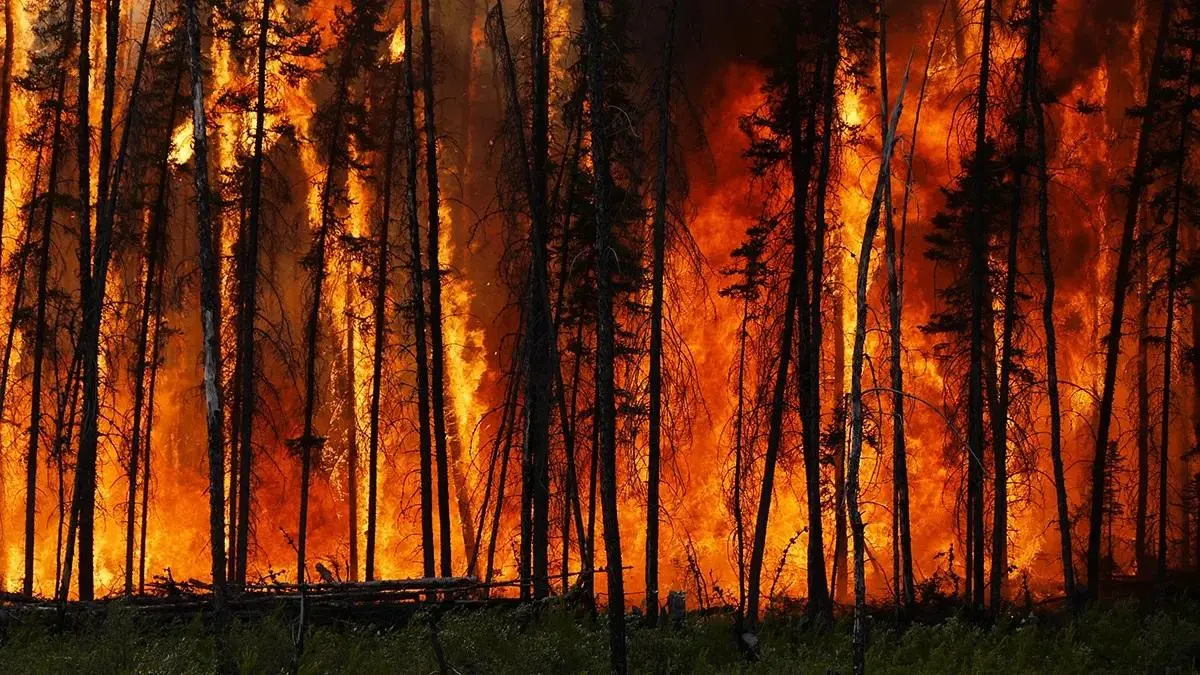 Лісову пожежу гасили в Одеській області