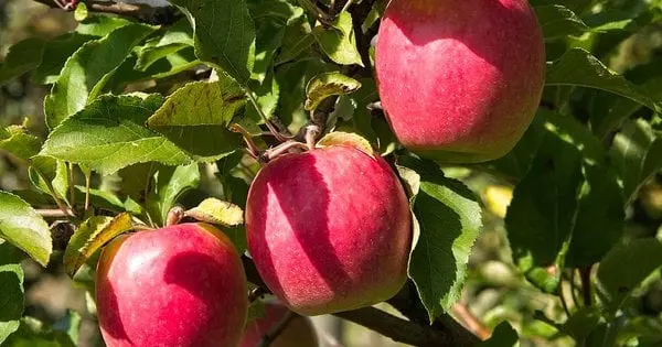 Серпень – ключовий місяць для врожаю яблук: що варто зробити