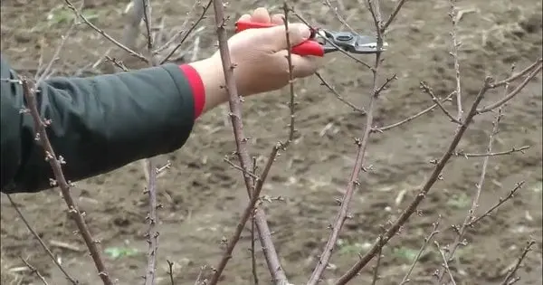 Ви робите це неправильно: які помилки при обрізанні дерев восени ви допускаєте
