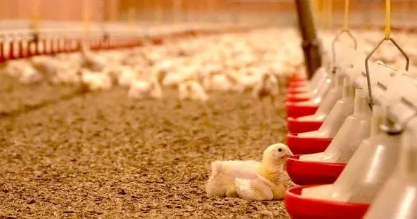 Львівські підприємці побудують велику птахофабрику на Рівненщині