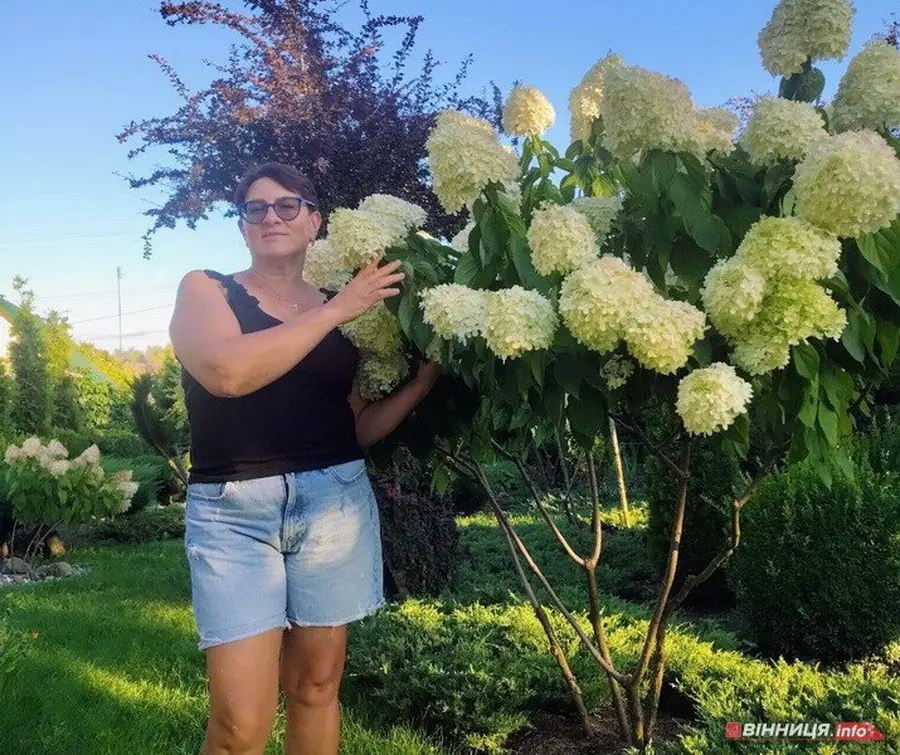 «Королева саду»: жителька Вінниччини поділилась секретами вирощування гортензій