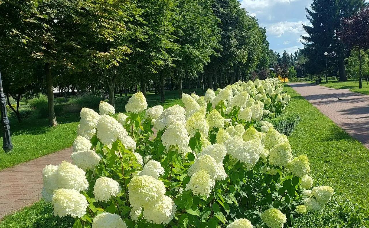 Гортензії цвітуть у Києві: найкращі місця для фото