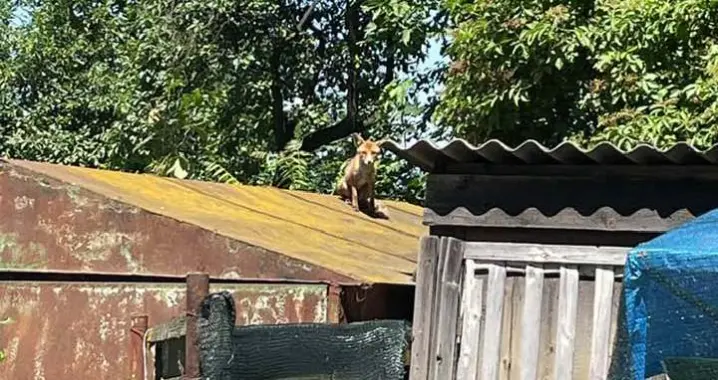 Зображення