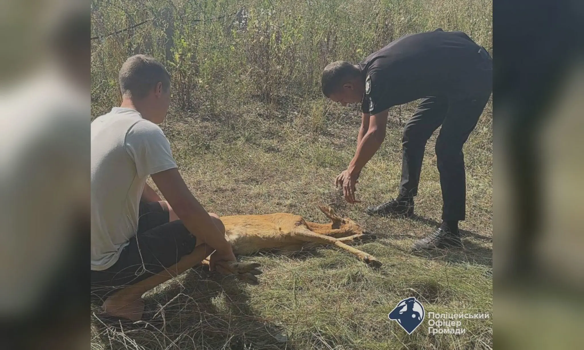Косуля опинилася в пастці на Харківщині: хто її врятував