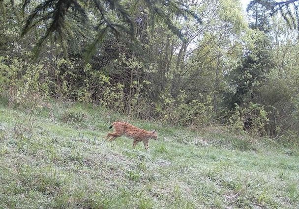 У нацпарку Львівської області зафіксували рись з рисеням: з’явилися фото