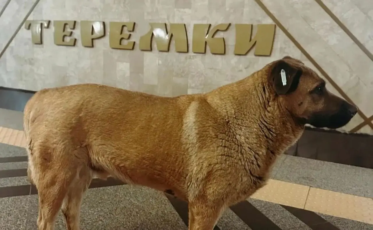 «Київський метрополітен» роз’яснив ситуацію із псом Мішею, якого не впустили в метро