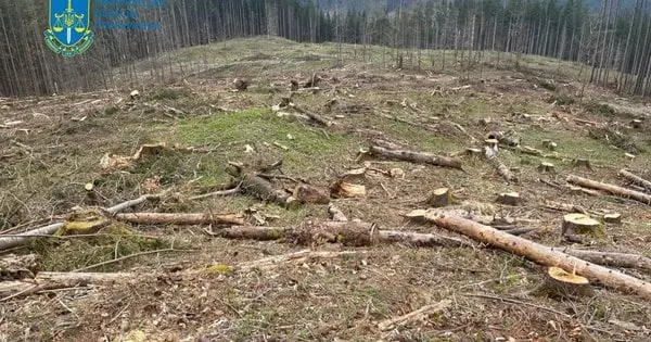 Через схему у філії «Ліси України» в Карпатах незаконно вирубали дерева на 55 млн грн