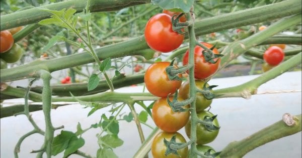 Ефект вражає: як звичайна сода може покращити врожайність помідорів