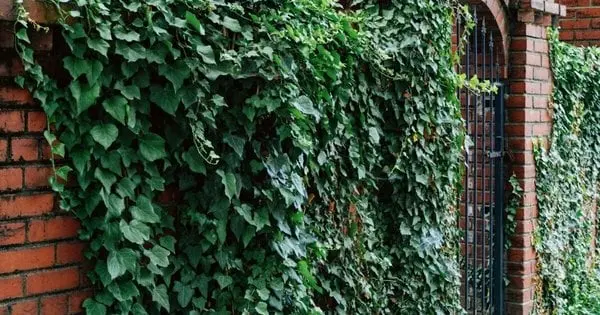 Беріть ситуацію під контроль: як позбутися плюща в саду назавжди й без зайвих зусиль