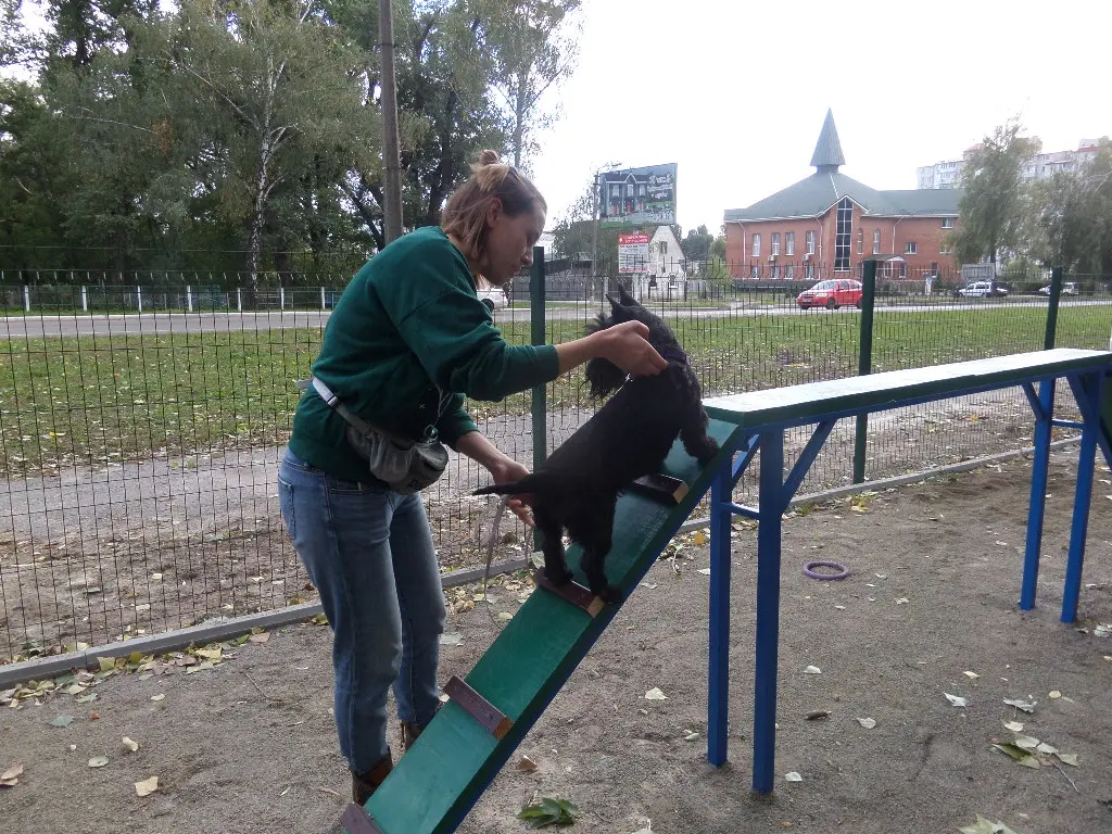 У Броварах планують побудувати новий майданчик для вигулу і дресирування собак