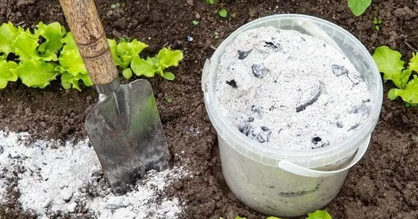 Город восени потребує обовʼязкового підживлення: які добрива взяти для кращого плодоношення