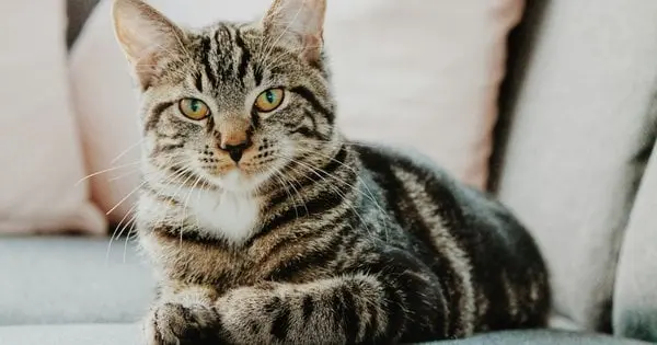 Найгучніше муркотіння та політ у космос: незвичні факти про котів, які вас здивують