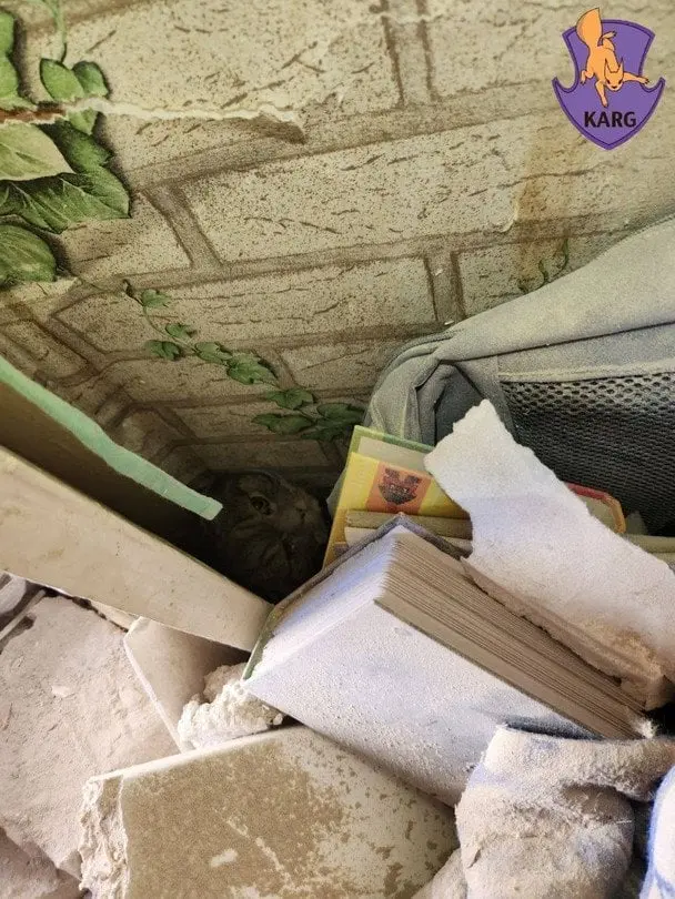 Уламки накрили з головою: історія порятунку кота, який опинився під завалами у Києві