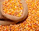 Прогноз USDA: Зростання виробництва кукурудзи в Україні у 2025/2026